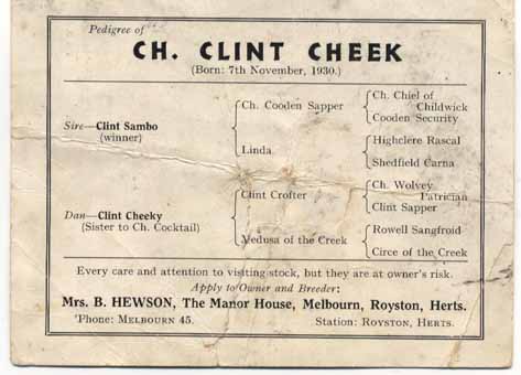 Ch Clint Cheek Stud cardweb