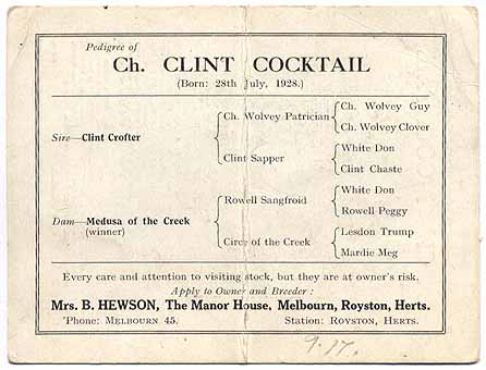 Ch Clint Coctail stud cardweb