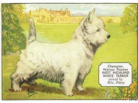 Champion Wolvey Poacherweb