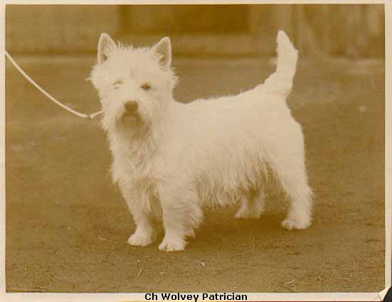 Champion Wolvey Patricianweb