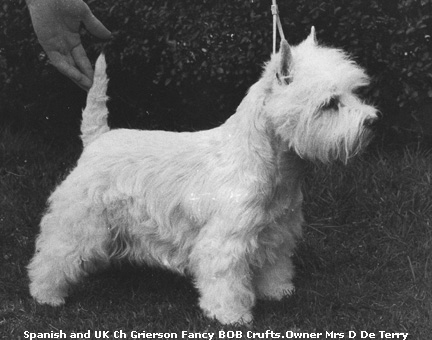 SpUkChGriersonFancyBOBCrufts